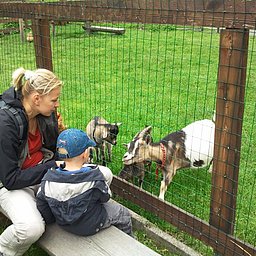 Petting zoo Holiday Village Ponyhof